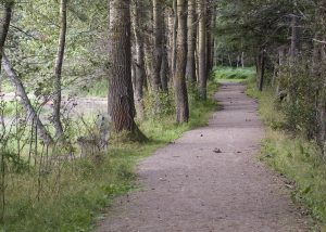 Trail bordered by trees