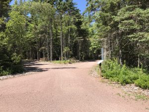 Trail surrounded by trees
