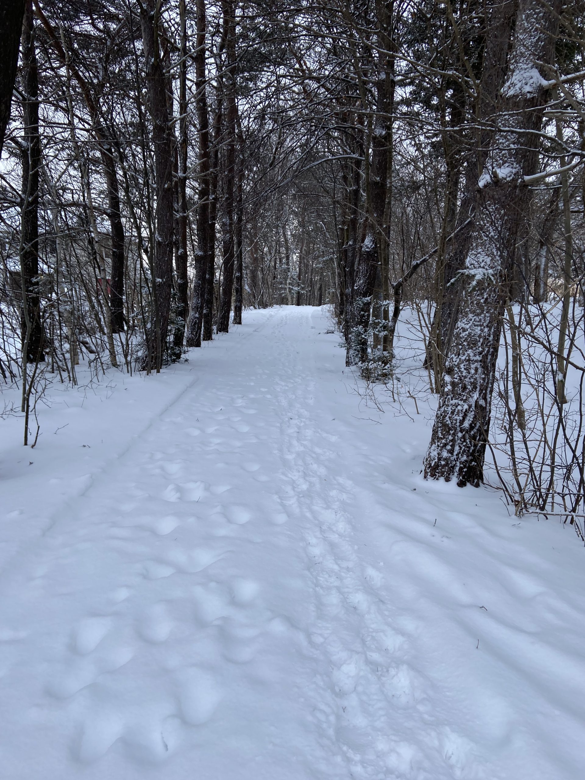 Snowy trail