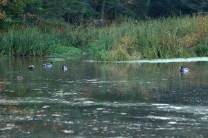 Ducks in the water at a pond